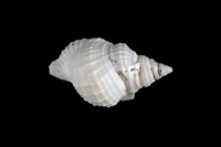 藏品(毛扭法螺)的圖片